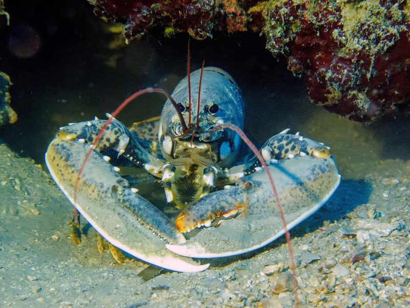 Lobster Thermidor